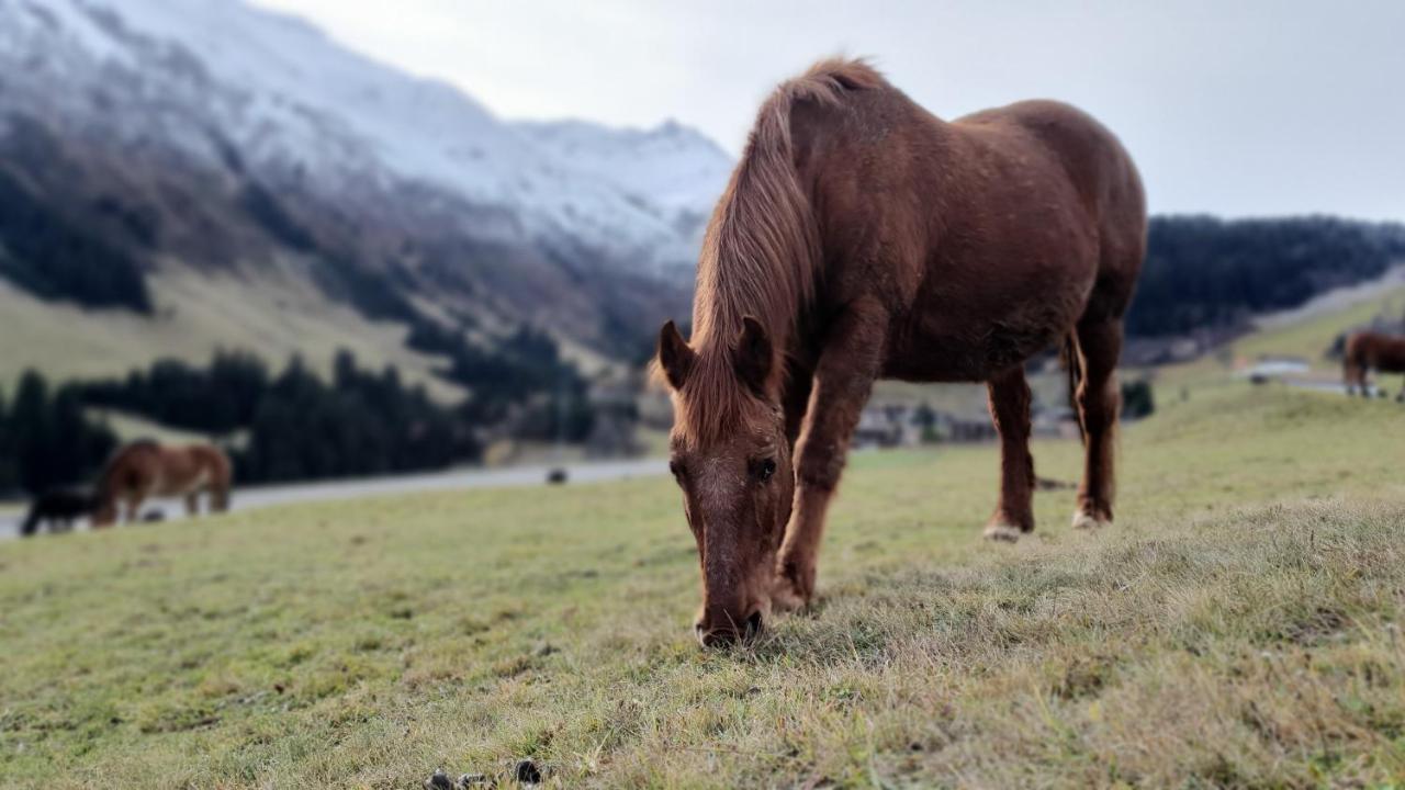 Yeti Lodge Sedrun Luaran gambar